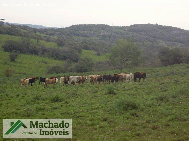 Fazenda, 730 hectares - Foto 3