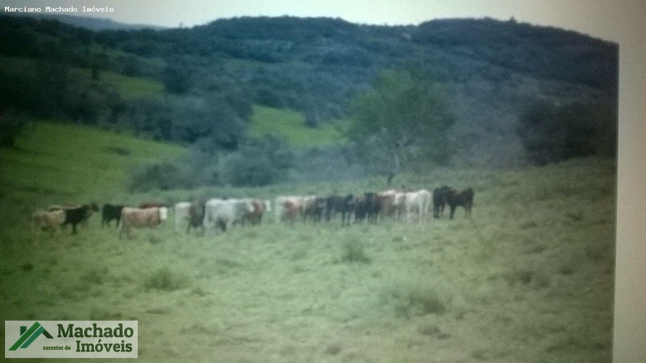 Fazenda, 730 hectares - Foto 8