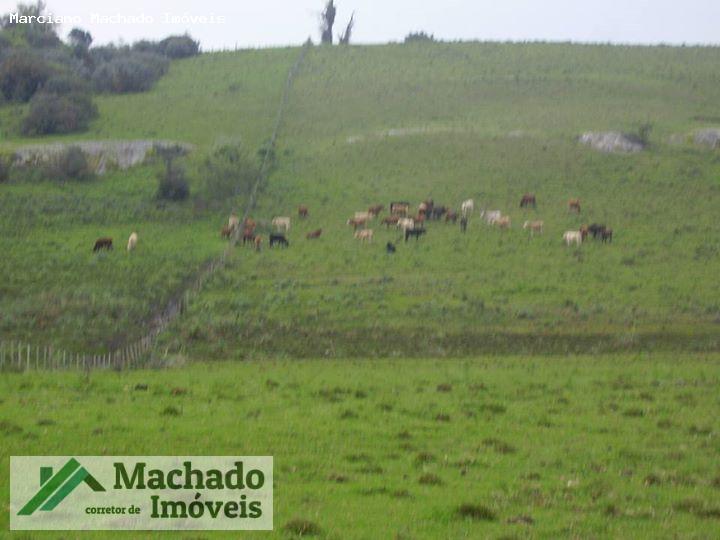 Fazenda, 730 hectares - Foto 7