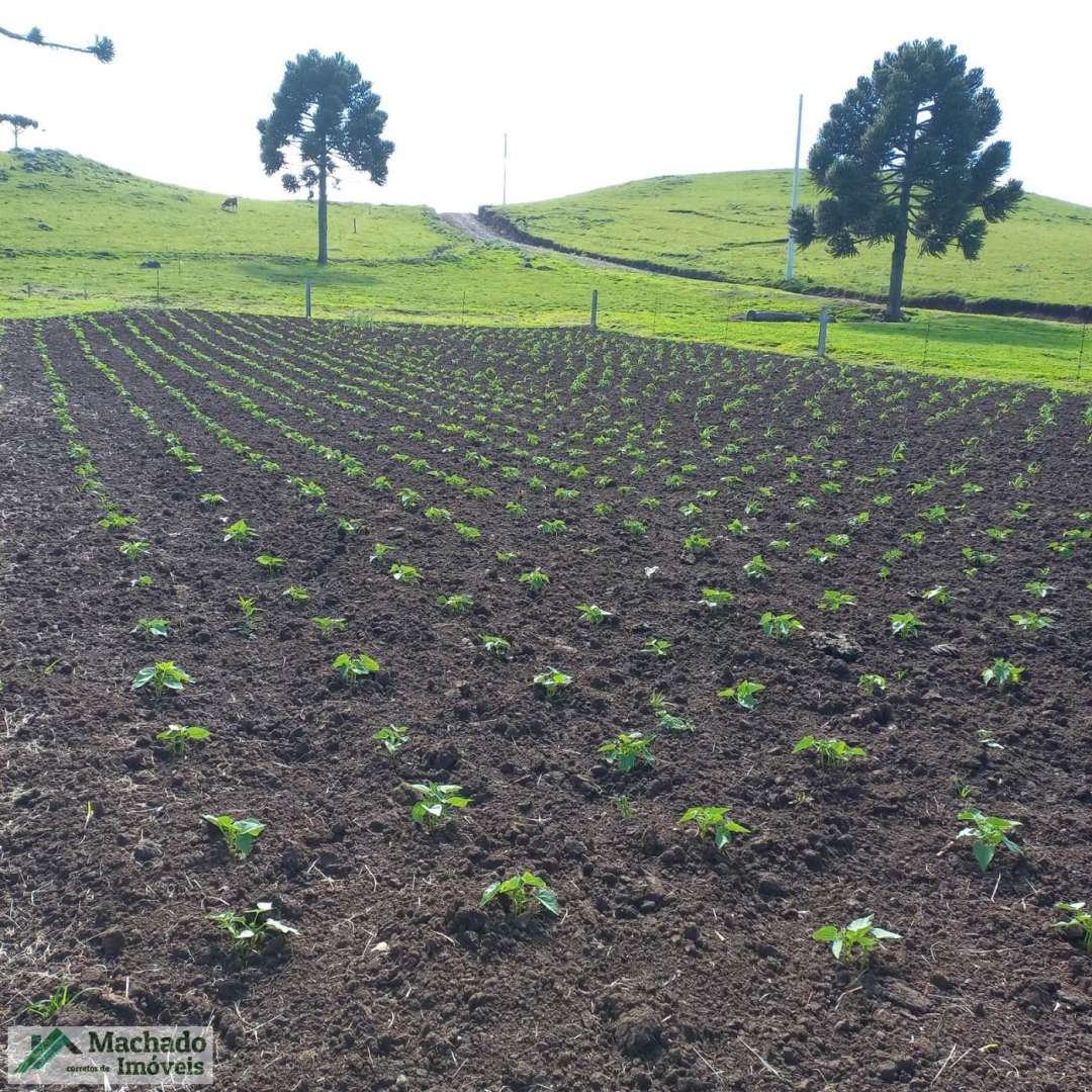 Chácara, 30 hectares - Foto 40