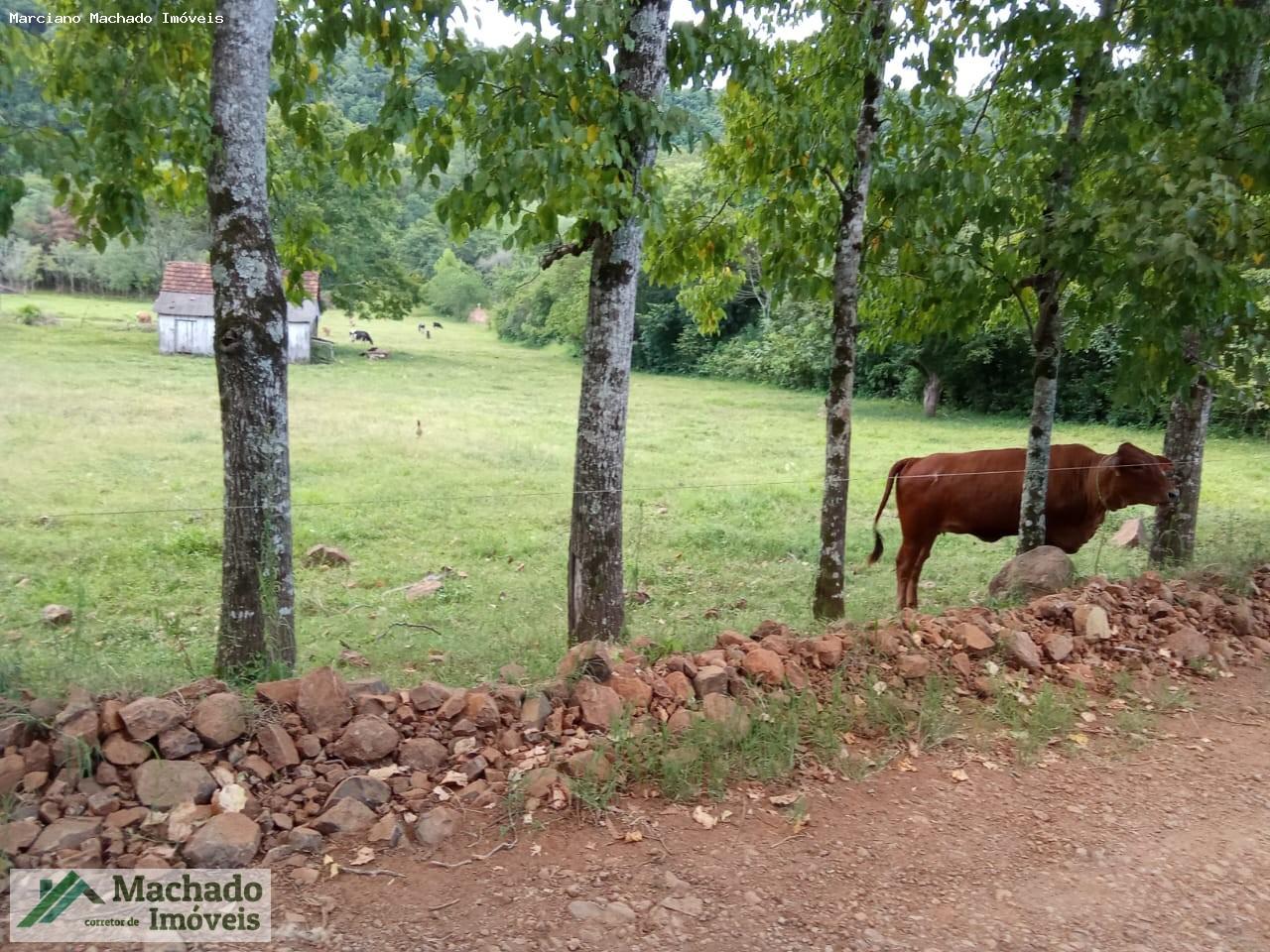 Sítio, 7 hectares - Foto 3