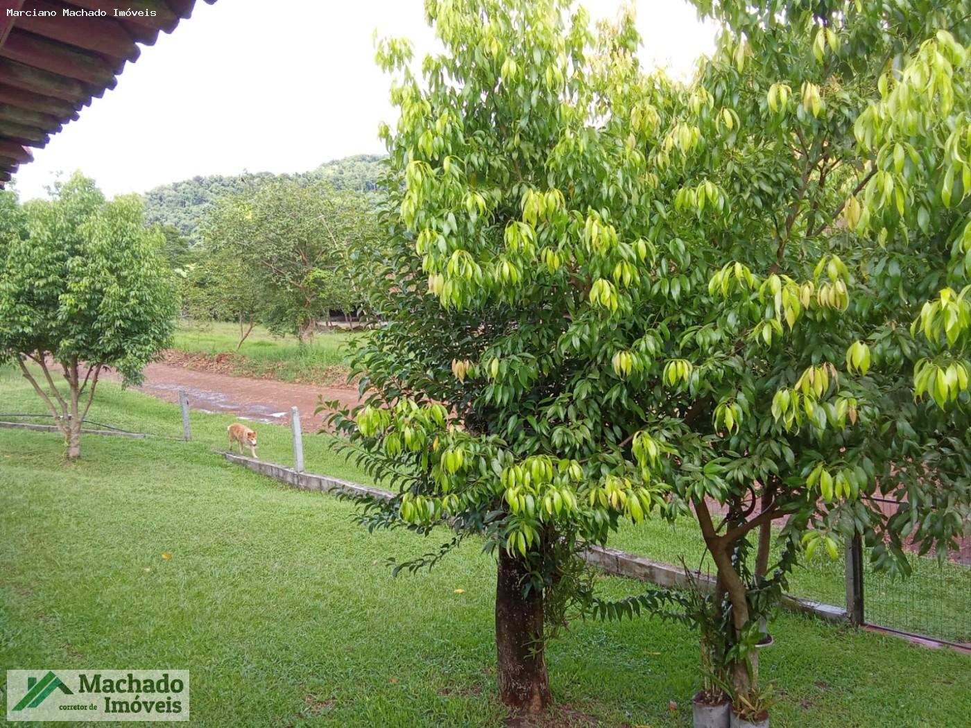 Sítio, 7 hectares - Foto 4