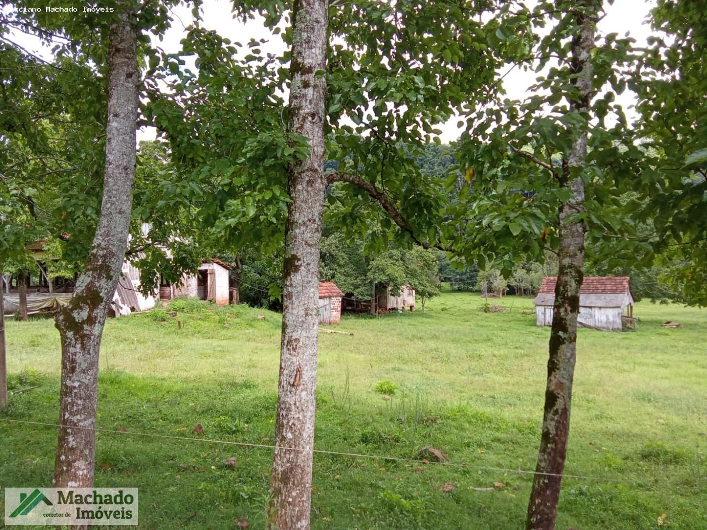 Sítio, 7 hectares - Foto 9