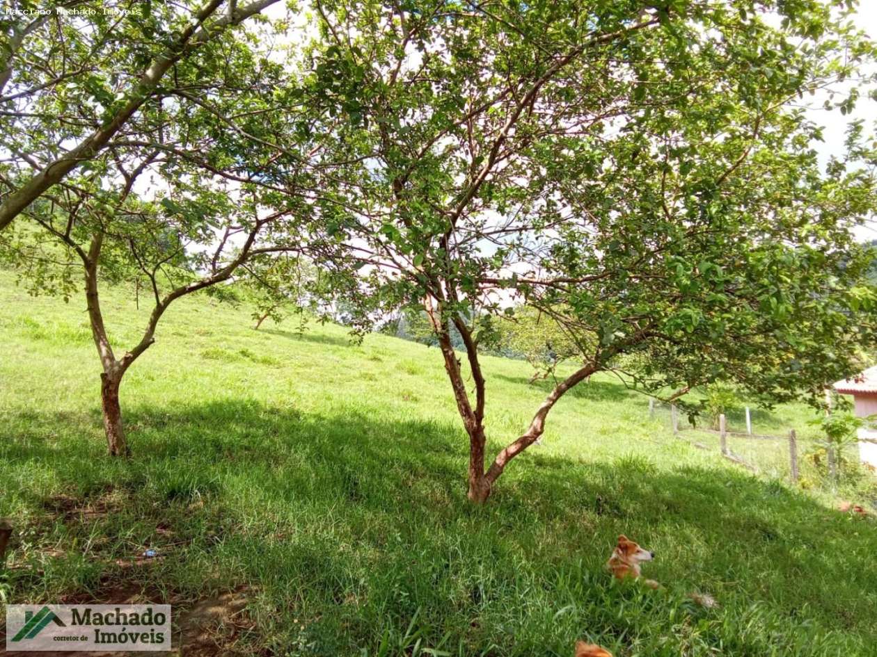 Sítio, 7 hectares - Foto 12