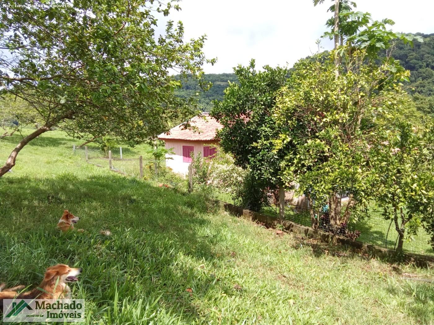 Sítio, 7 hectares - Foto 11